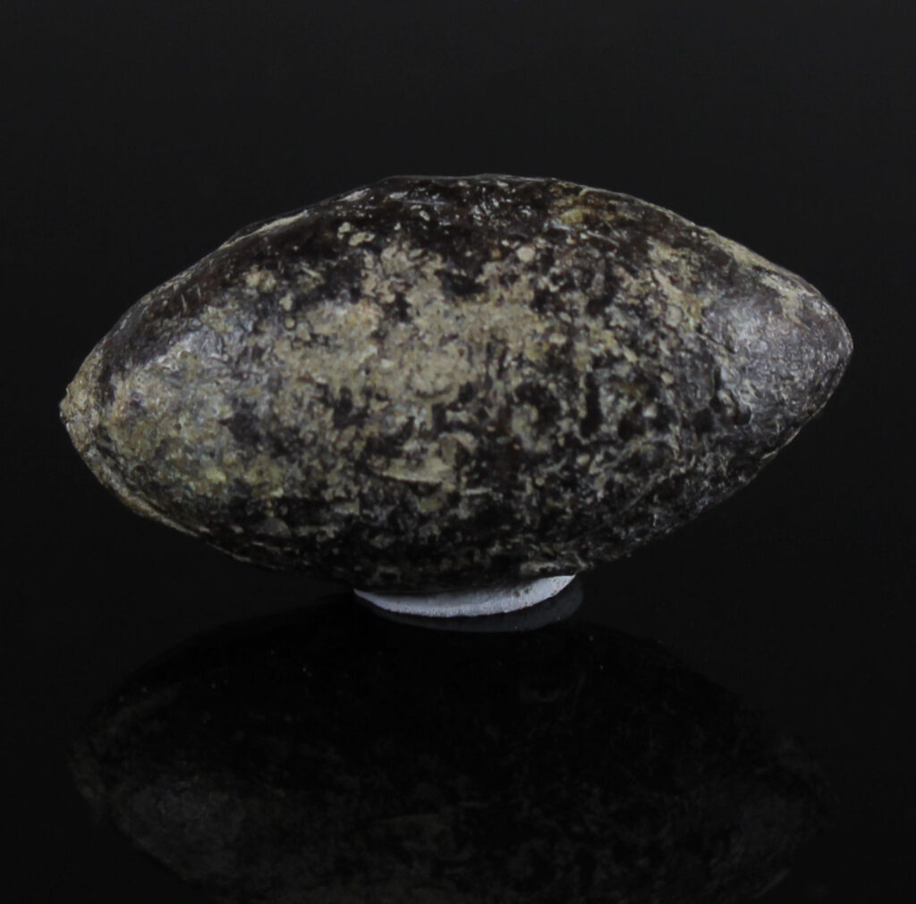 Greek slingshot with coiled snake and ΣΠΑΡΩΙΔΑ for sale Greek